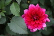 dahlia, fall, in hot pink, with greenery