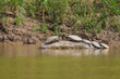 Schildkröten auf dem Amazonas in Brasilien