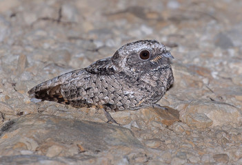 Common Poorwill