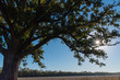 Sun with Big Oak Tree