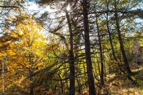 Fototapeta z sosnowym lasem the-sun-s-rays-in-a-wild-pine-forest
