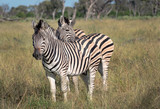 Fototapeta Konie - Zebra, Okavango Delta, Botswana