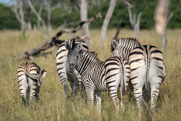 Herd of Zebra, Okavango Delta, Botswana