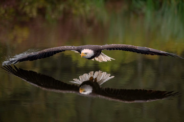 male bald eagle flying over a pond casting a reflection in the water with fall color