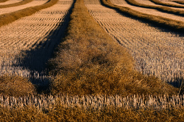 Canola Swathe Background