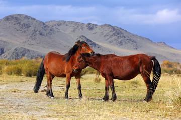 Horses grazing in his village at Western Mongolia