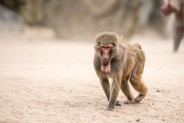 an Beautiful baboon