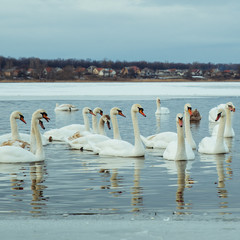 Wall Mural - lot of swans on the lake