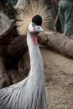 East African Crowned Crane, Bird With Spiky Hair 