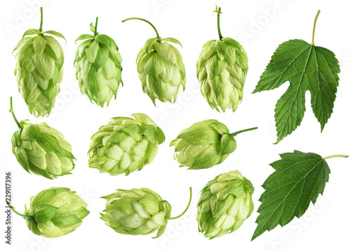 Fotografía Hops and hop leaves isolated on white background.