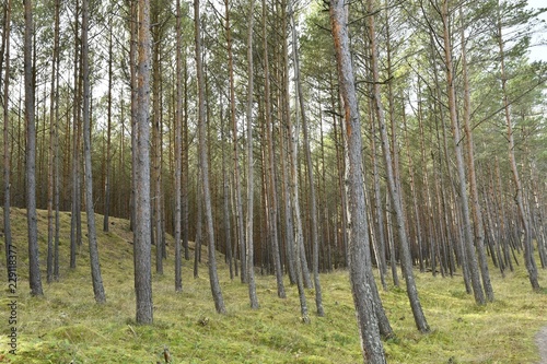 Fototapeta z sosnowym lasem beautiful-forest-promenade-in-debki