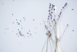 Fototapeta  - sprigs of dry lavender on white background. selective focus. copy space. 