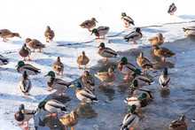 Swimming Ducks In A Frozen Pond During A Snowfall In Winter. Wonderful Winter Scene