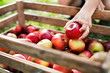 © Halfpoint - A child's hand putting an apple in a wooden box in orchard.