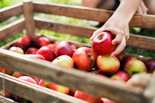 Fotomural A child's hand putting an apple in a wooden box in orchard.