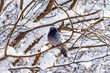 © Ekaterina Loginova - One dove sits on a snowy branch. Snowy forest background.