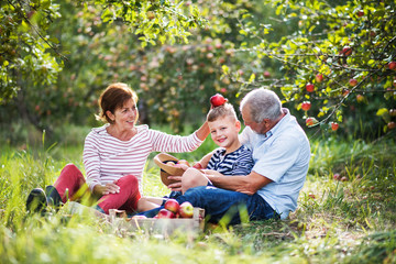 Wall Mural - A senior couple with small grandson in apple orchard, having fun.