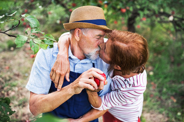 Wall Mural - A senior couple in love kissing when picking apples in orchard in autumn.