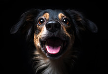 Portrait Of Border Collie Isolated On Black Background
