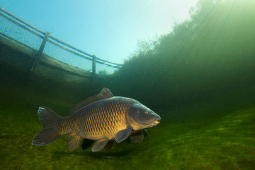 Freshwater fish carp (Cyprinus carpio) swimming in the beautiful clean pound. Underwater shot in the lake. Wild life animal. Carp in the nature habitat with nice background. Underwater photography.