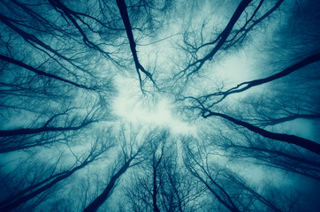 Wall Mural - dark scary surreal forest dramatic perspective