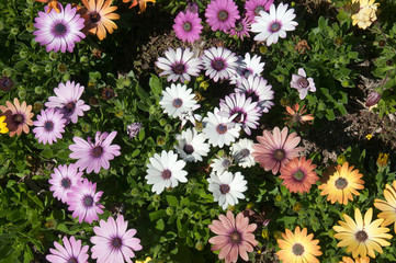 Wall Mural - Sydney Australia, field of multi colored african daisy flowers