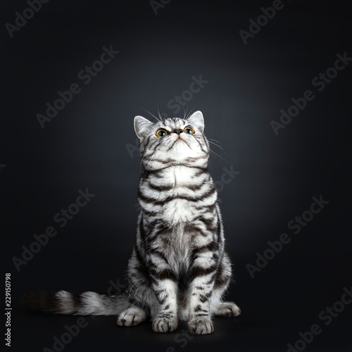 Excellent Marked Black Silver Tabby Blotched British Shorthair Cat