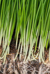 Wall Mural - Bright green grass