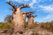 Baobab trees and savannah