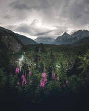 Alpenblumen Und Im Hintergrund Der Grossglockner  In Der Abendstimmung An Der Grossglockner Hoachalpenstrasse