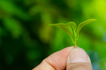 Wall Mural - Human keep fresh green leaves in the garden.