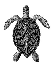 Hawksbill Sea Turtle Engraving Vintage Illustration