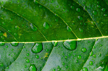 water drops on a green leaf in morning time,select focus.