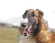 Russian Hunting Sighthound Portrait. Russkaya Psovaya Borzaya Or Russian Wolfhound.