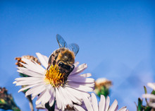 Bee Pollinates Flowers, Macro Photo