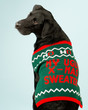Adorable young Black Labrador Retriever dog wearing a tacky holiday sweater