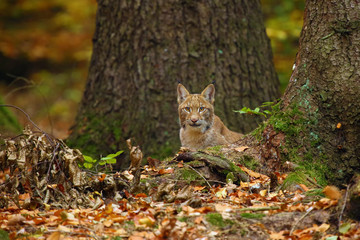 Poster - The Eurasian lynx (Lynx lynx), also known as the European lynx or Siberian lynx in autumn colors. Lynx peeks from behind the tree.