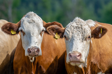 Close up of two brown and white cows