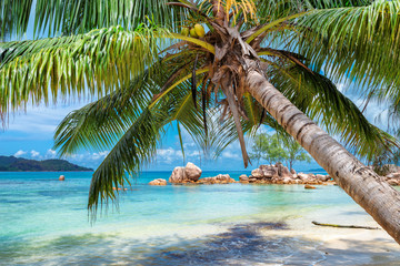 Wall Mural - Tropical beach with palm and turquoise sea.  Summer vacation and travel concept.  