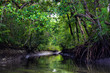 Mangrove in a deep rainforest