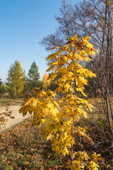 Wall Mural - yellow maple tree in autumn