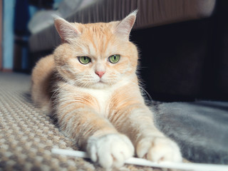 Wall Mural - Beautiful cream tabby cat with green eyes sitting on the carpet resting from the games