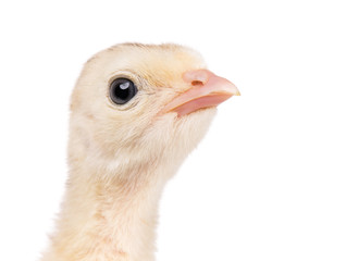 Head cute little newborn chicken turkey, isolated on white background. One young nice big bird - close-up portrait.