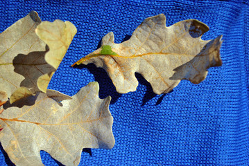 Dry white oak leaves,  close up detail,  bright blue textured background, top view