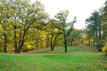 Oak trees on the meadow in autumn season