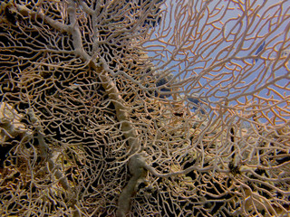 coral reef