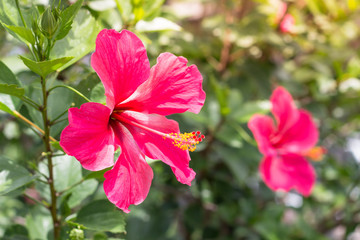 Wall Mural - Close up of Beautiful Hibiscus,Chaba flower in blooming in the garden