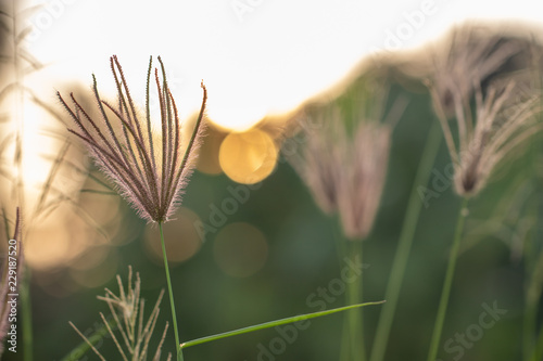 Leinwand Poster  Brown grass in the evening with the sun shining