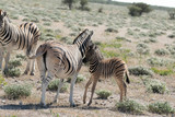 Fototapeta Sawanna - Zebras Etoscha Nationalpark