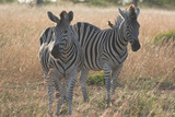 Fototapeta Konie - Plains Zebra (Equus quagga) in open grassland, Sabi Sands, Greater Kruger, South Africa